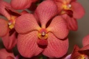 IMG_4200_F.jpg