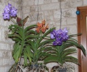 IMG_4228_R.jpg