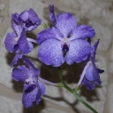 IMG_4229_HP.jpg