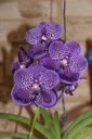 IMG_4235_HP.jpg
