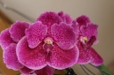 IMG_7686.JPG