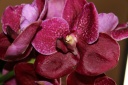 IMG_8011F.JPG