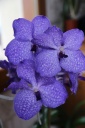 IMG_8143R.JPG