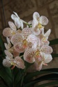 IMG_8144R.JPG