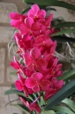 IMG_8149R.JPG