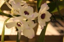 IMG_8745.JPG