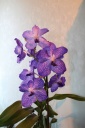 IMG_9049_R.JPG