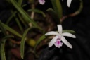 Nom du fichier=Laelia_lundii.JPG
Taille du fichier=20Ko
Dimensions : 448x299
Ajouté le : 20 Janvier 2013 Laelia_lundii.JPG
