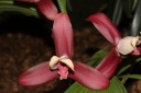 Nom du fichier=Lycaste_Anna_Katharina.JPG
Taille du fichier=23Ko
Dimensions : 448x299
Ajouté le : 20 Janvier 2013 Lycaste_Anna_Katharina.JPG
