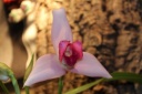 Nom du fichier=Lycaste_skineri_rosea.JPG
Taille du fichier=25Ko
Dimensions : 448x299
Ajouté le : 20 Janvier 2013 Lycaste_skineri_rosea.JPG