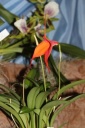 Nom du fichier=Masdevallia_Amazone_Veitchiana.JPG
Taille du fichier=30Ko
Dimensions : 299x448
Ajouté le : 20 Janvier 2013 Masdevallia_Amazone_Veitchiana.JPG