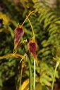Nom du fichier=Masdevallia_benettii.JPG
Taille du fichier=29Ko
Dimensions : 299x448
Ajouté le : 20 Janvier 2013 Masdevallia_benettii.JPG