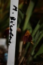 Nom du fichier=Masdevallia_bicolor.JPG
Taille du fichier=21Ko
Dimensions : 299x448
Ajouté le : 20 Janvier 2013 Masdevallia_bicolor.JPG