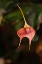 Nom du fichier=Masdevallia_confetti.JPG
Taille du fichier=17Ko
Dimensions : 299x448
Ajouté le : 20 Janvier 2013 Masdevallia_confetti.JPG