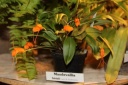 Nom du fichier=Masdevallia_hirtzii.JPG
Taille du fichier=31Ko
Dimensions : 448x299
Ajouté le : 20 Janvier 2013 Masdevallia_hirtzii.JPG