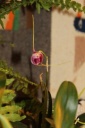 Nom du fichier=Masdevallia_infracta.JPG
Taille du fichier=24Ko
Dimensions : 299x448
Ajouté le : 20 Janvier 2013 Masdevallia_infracta.JPG
