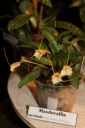 Nom du fichier=Masdevallia_strobelii.JPG
Taille du fichier=26Ko
Dimensions : 299x448
Ajouté le : 20 Janvier 2013 Masdevallia_strobelii.JPG