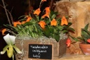 Nom du fichier=Masdevallia_veitchiana_x_hirtzii.JPG
Taille du fichier=36Ko
Dimensions : 448x299
Ajouté le : 20 Janvier 2013 Masdevallia_veitchiana_x_hirtzii.JPG