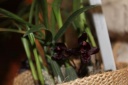 Nom du fichier=Maxillaria_schunkeana.JPG
Taille du fichier=24Ko
Dimensions : 448x299
Ajouté le : 20 Janvier 2013 Maxillaria_schunkeana.JPG