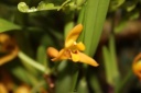 Nom du fichier=Maxillaria_variabilis.JPG
Taille du fichier=22Ko
Dimensions : 448x299
Ajouté le : 20 Janvier 2013 Maxillaria_variabilis.JPG