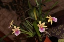 Miltonia_Sunset1.JPG