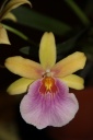 Miltonia_Sunset_3.JPG