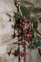 Odontoglossum_1.JPG