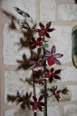Odontoglossum_2.JPG