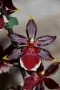 Odontoglossum_3.JPG