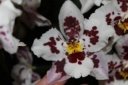 Odontoglossum_Anna_Claire.JPG