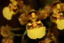 Oncidium.JPG