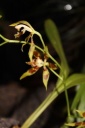 Oncidium_aff__cristatum.JPG