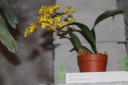 Oncidium_cheirophurum.JPG