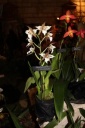 Ondotoglossum_x_humeanum.JPG