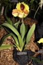 Paphiopedilum_Lippewundes_Anja.JPG