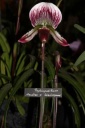 Paphiopedilum_Maudoa_x_Gloriosum.JPG