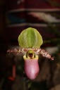 Paphiopedilum_Pinocchio.JPG
