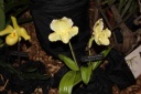 Paphiopedilum_Scorceses_Stone.JPG