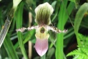 Paphiopedilum_Victoria_reginae.JPG