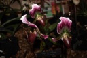 Paphiopedilum_callosum.JPG