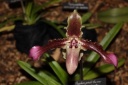 Paphiopedilum_esquirolei.JPG