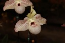 Paphiopedilum_malipoense_x_vietnamense.JPG