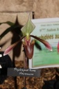 Paphiopedilum_mayanum.JPG
