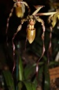 Paphiopedilum_sanderianum_x_randsu.JPG