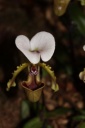 Paphiopedilum_spicerianum.JPG