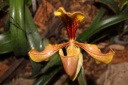 Paphiopedilum_villosum.JPG