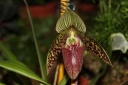 Nom du fichier=Paphiopedilum_yuko.JPG
Taille du fichier=26Ko
Dimensions : 448x299
Ajouté le : 20 Janvier 2013 Paphiopedilum_yuko.JPG
