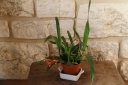 Phalaenopsis_Twinckel.JPG