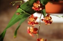 Phalaenopsis_Twinckel_HF.JPG