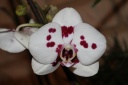 Phalaenopsis_hybride.JPG